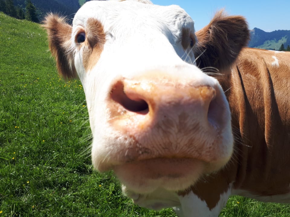 Sonstiges Ferienwohnungen Estermannhof