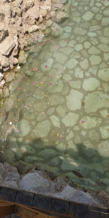 Pool Ghazala Gardens