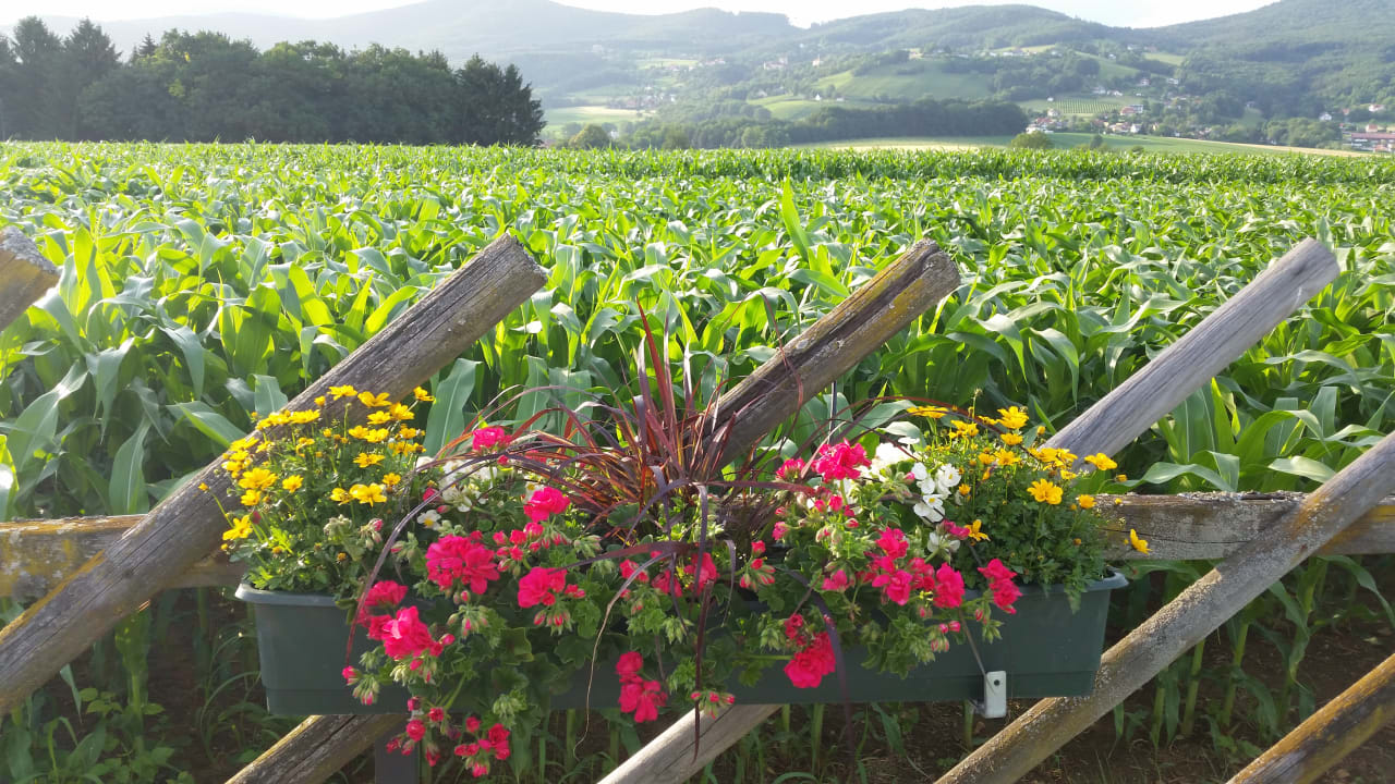 Ein Traum Wilfinger Ring Bio Hotel