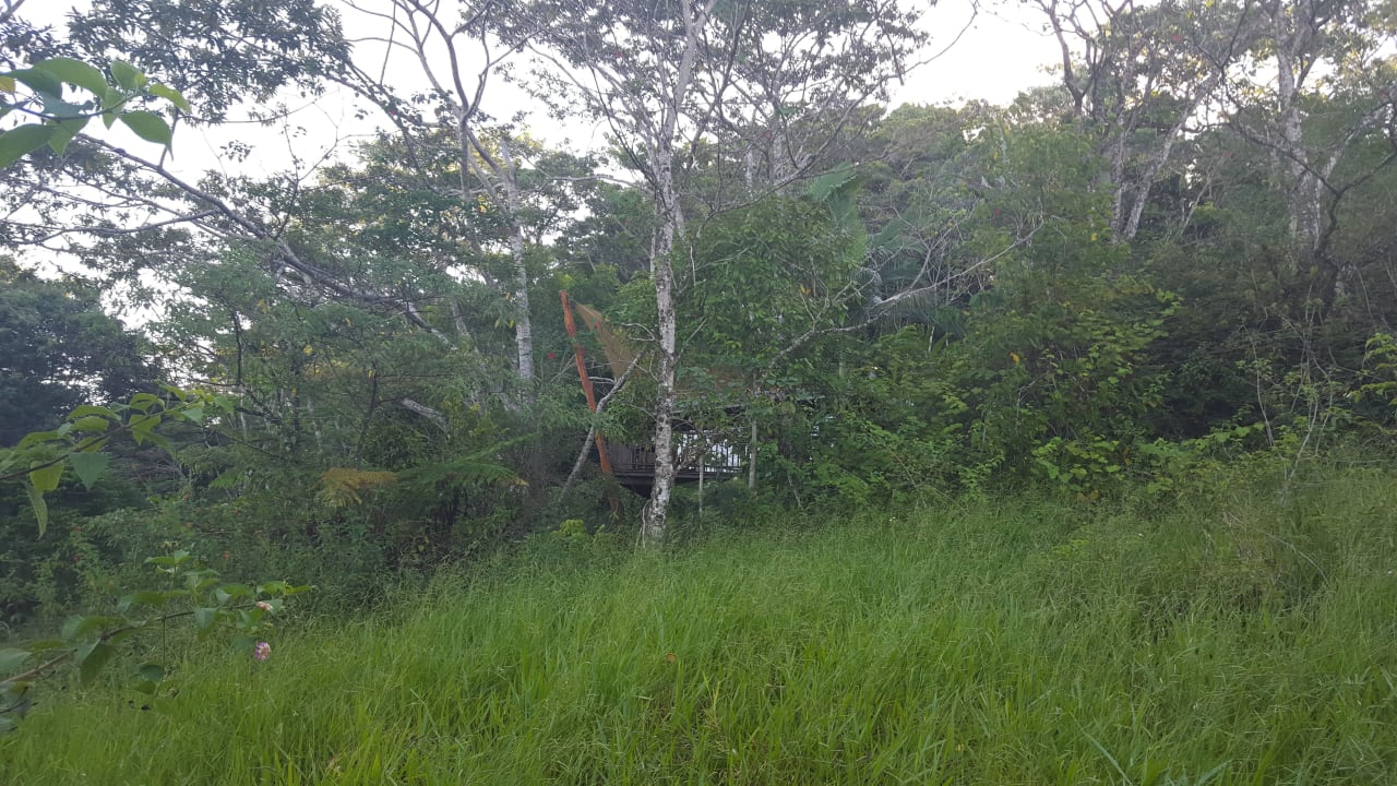 Blick vom Wald auf das Haus Rose Gums Wilderness Retreat
