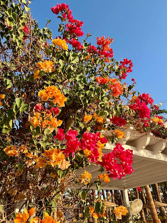Außenansicht Fort Arabesque - The West Bay