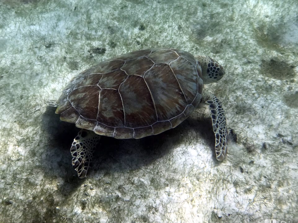 Strand Akumal Bay Beach & Wellness Resort