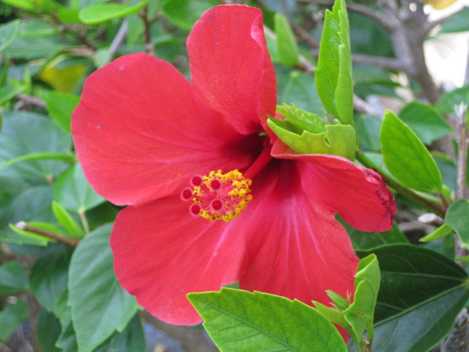 Wunderschöne Flora im Palmengarten Hotel Riu Palace Oasis