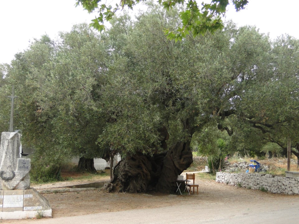 Drzewo oliwne Hotel Zante Village