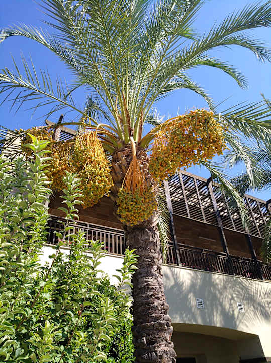 Gartenanlage Sunis Kumköy Beach Resort Hotel & Spa