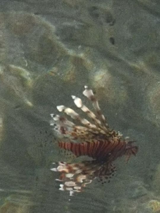 Strand Cleopatra Luxury Resort Makadi Bay