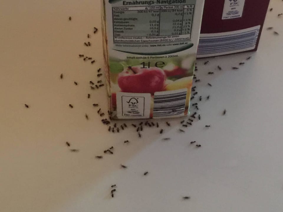 Ameisenbefall Residence Parco del Garda