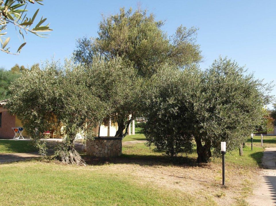 "Olivenbaum im Garten" Limone Beach Village (Castiadas