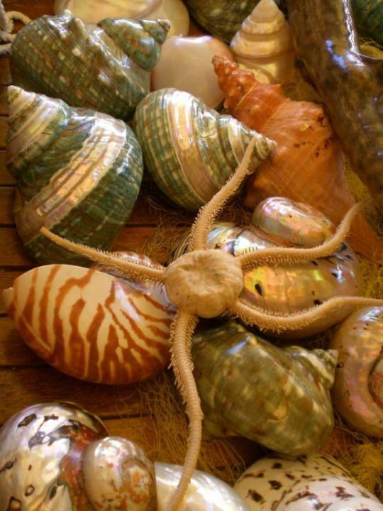 Im Shop gegenüber Calimera Sirens Beach