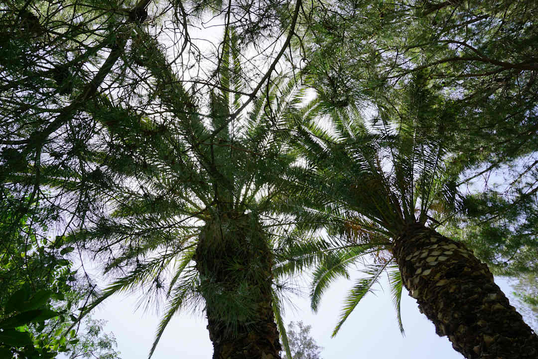 Gartenanlage Apollonia Beach Resort & Spa