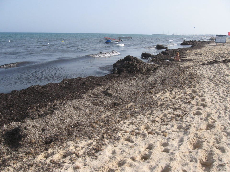 So sah der Strand fast 14 Tage lang aus AQI Venus Beach