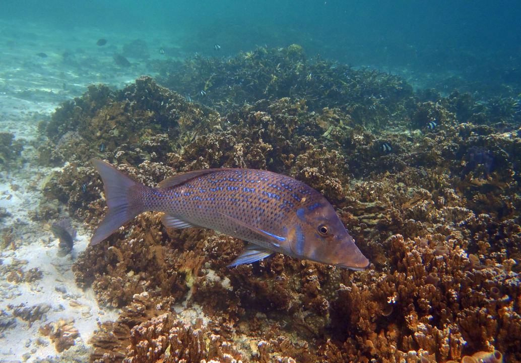 Strand Shandrani Beachcomber Resort & Spa