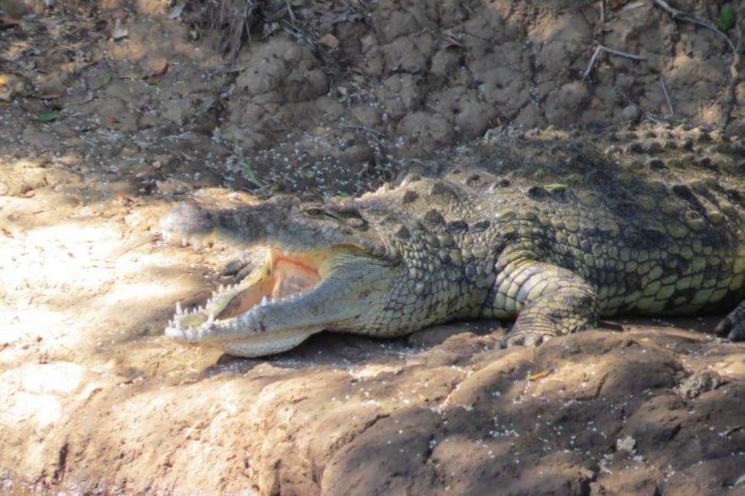 Krokodil am Hippo Pool Royal Mara Safari Lodge