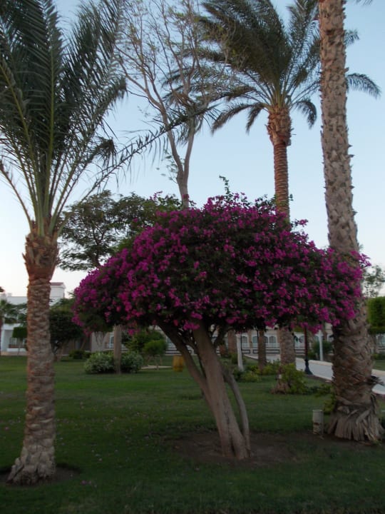 Sehr gepflegte Anlage The Grand Hotel Hurghada
