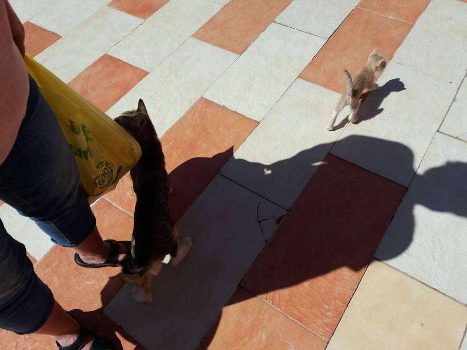 Netter Besuch Pickalbatros Alf Leila Wa Leila Resort - Neverland Hurghada