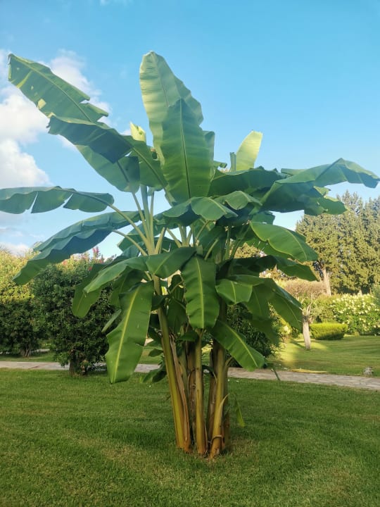 Gartenanlage BV Borgo del Principe