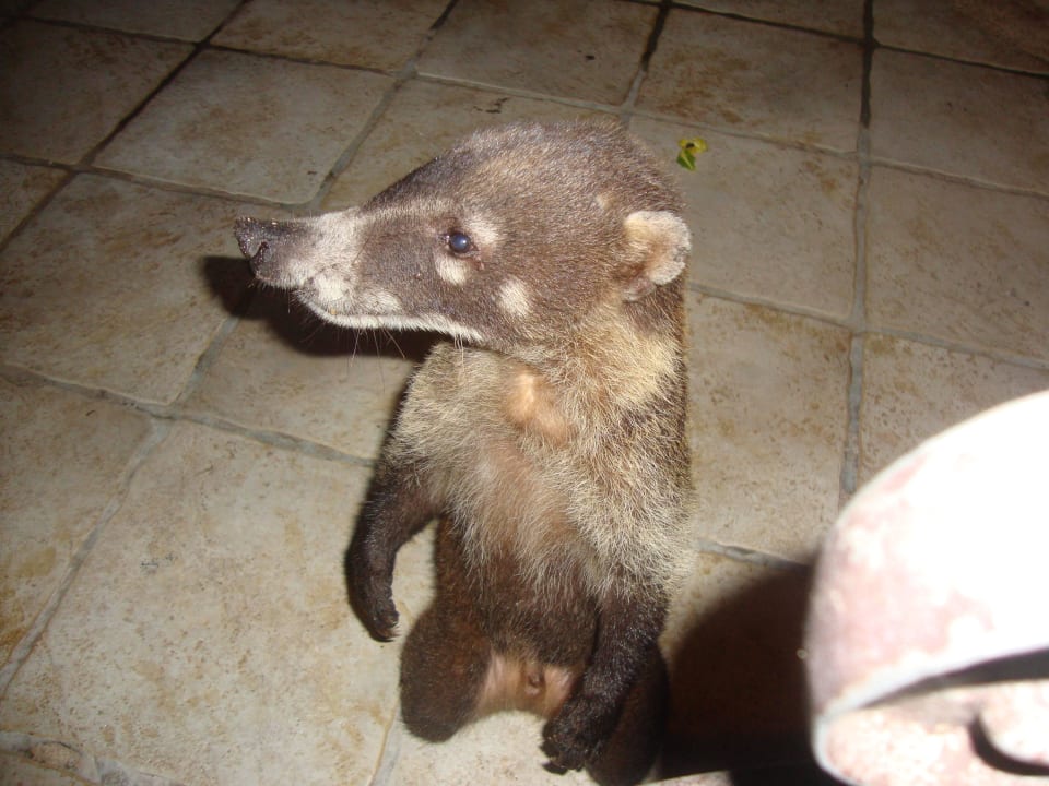 Hotel Catalonia Playa Maroma Catalonia Playa Maroma