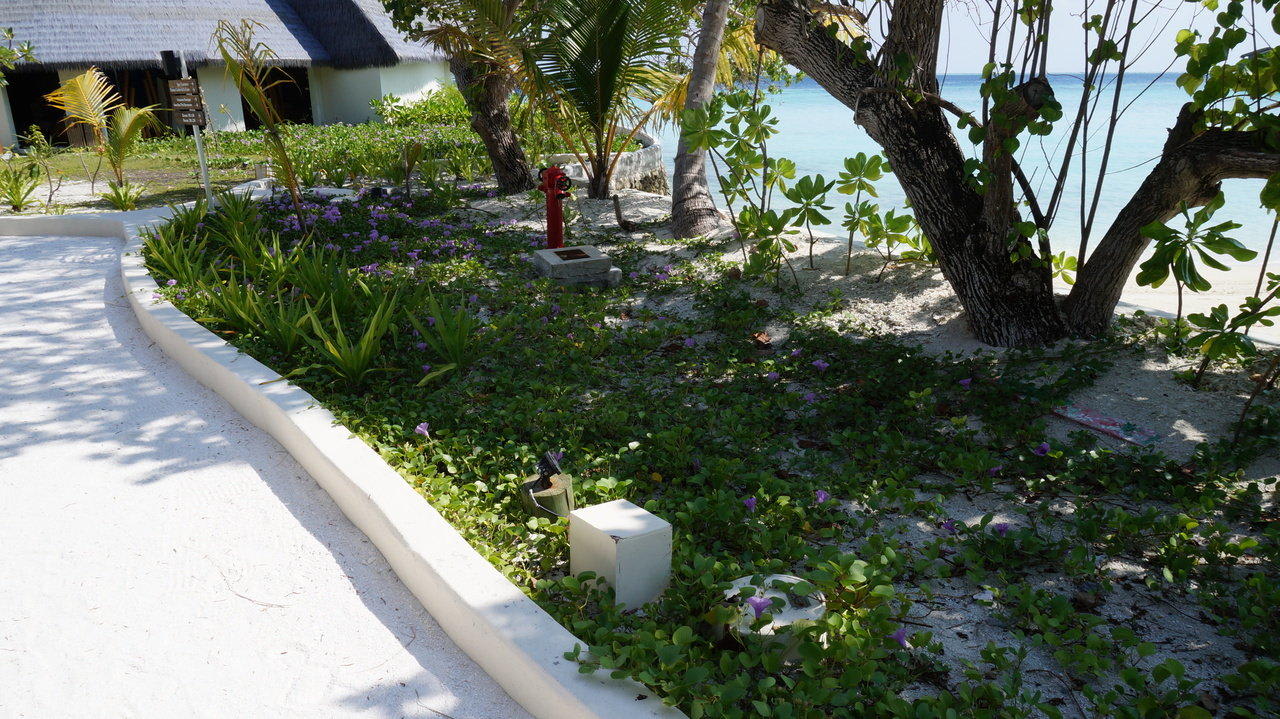 Schöne Bepflanzung Centara Ras Fushi Resort & Spa Maldives