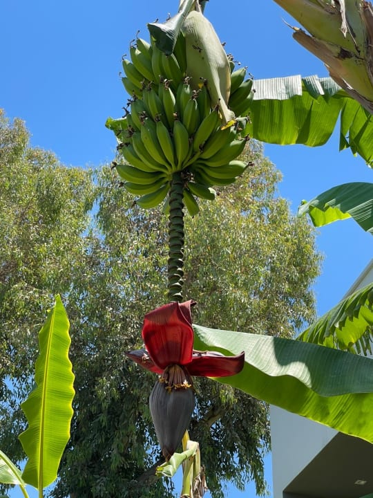 Gartenanlage Paloma Finesse