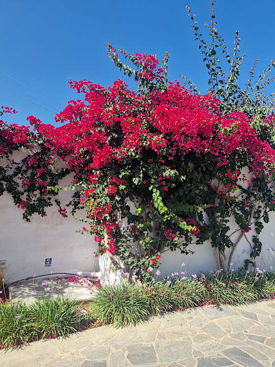 Gartenanlage Knossos Beach Bungalows Suites Resort & Spa