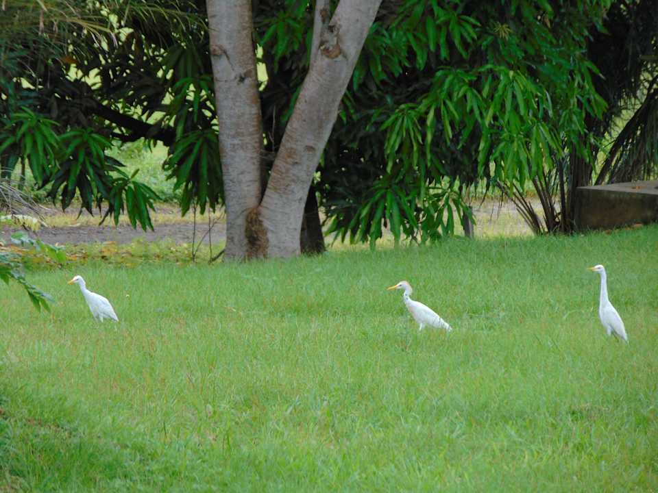 Gartenanlage Sofitel Malabo Sipopo Le Golf