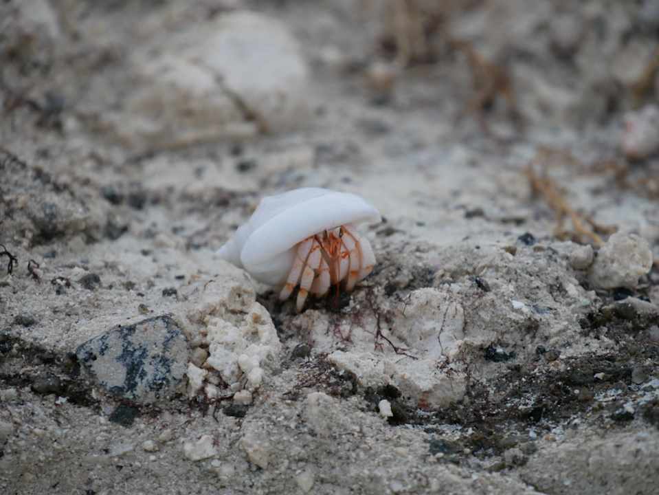 Strand Summer Island Maldives