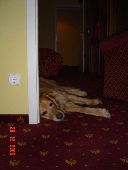 Hotelzimmer mit Hund Ringhotel Zum Stein