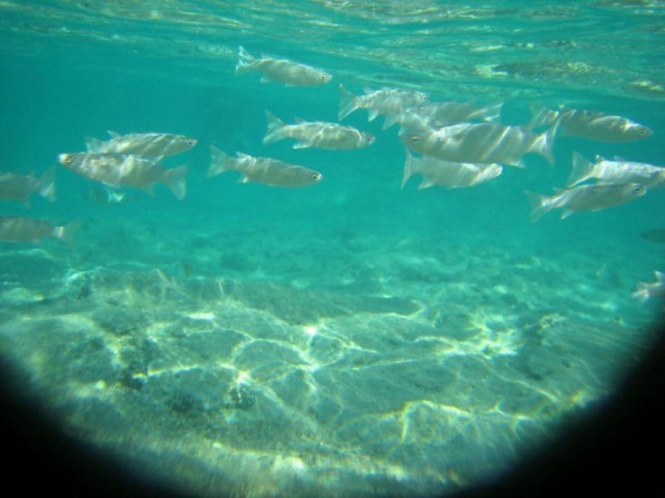 Fische direkt am Strand Three Corners Sea Beach Resort