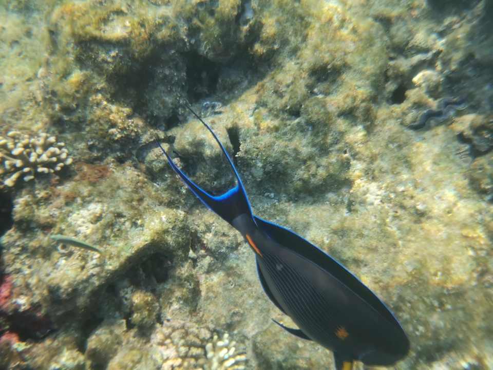 Strand Pickalbatros Citadel Resort