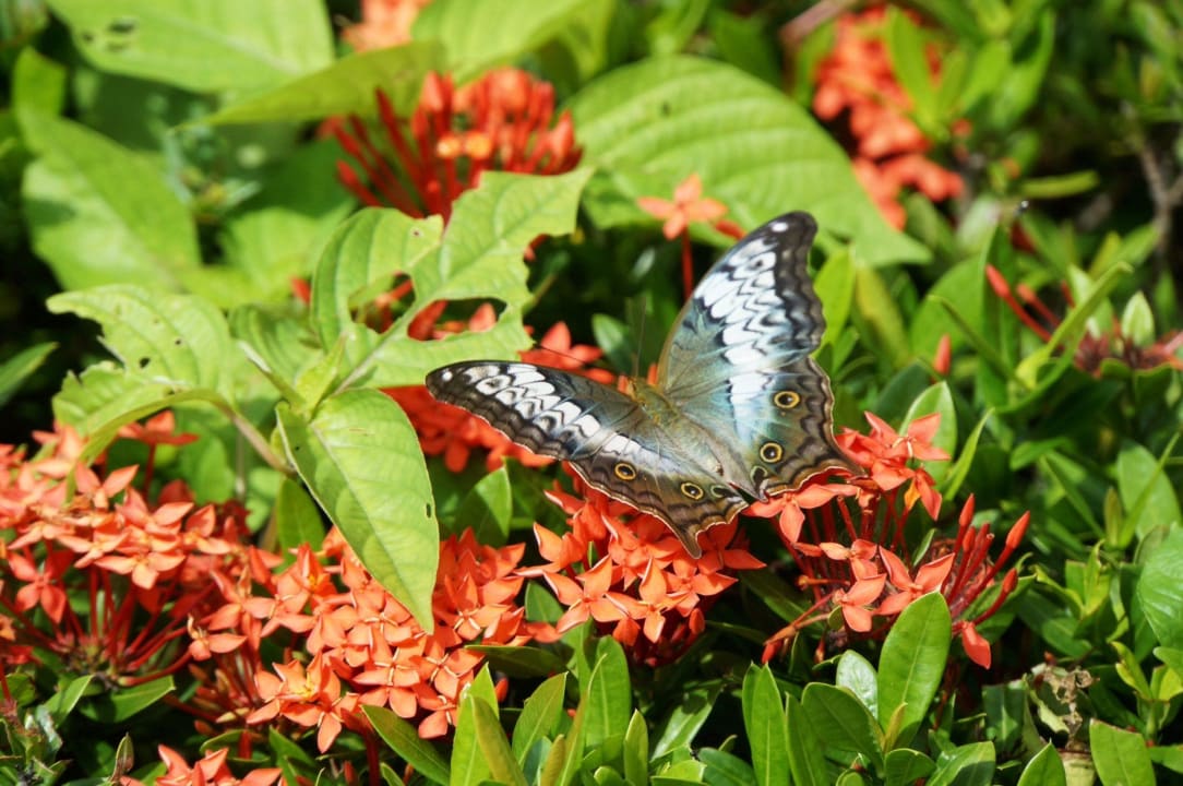 Davon gibt es viele Panviman Resort Koh Phangan