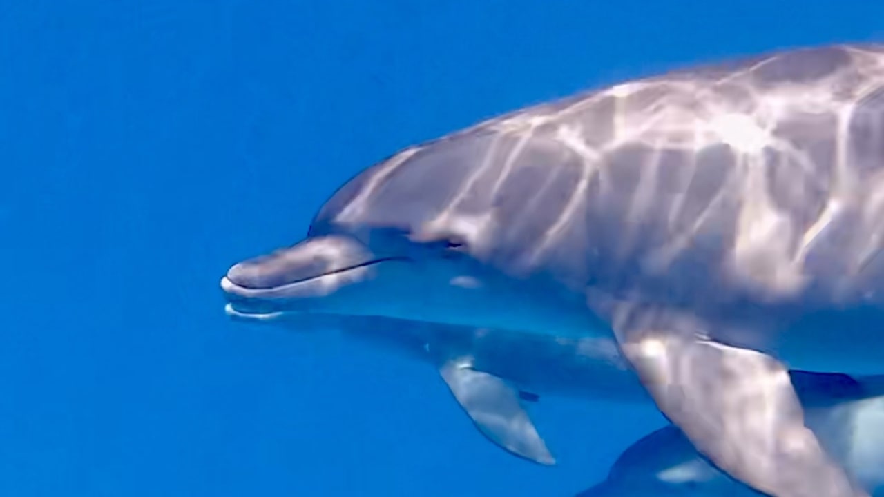 Pool Pickalbatros Citadel Resort