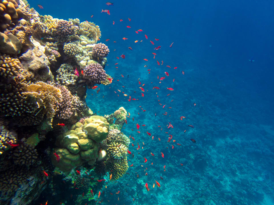 Sport & Freizeit Steigenberger Coraya Beach - Adults only