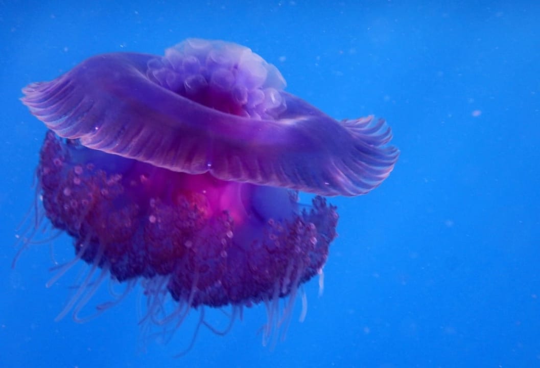 Sport & Freizeit Pensée Royal Garden Beach Resort