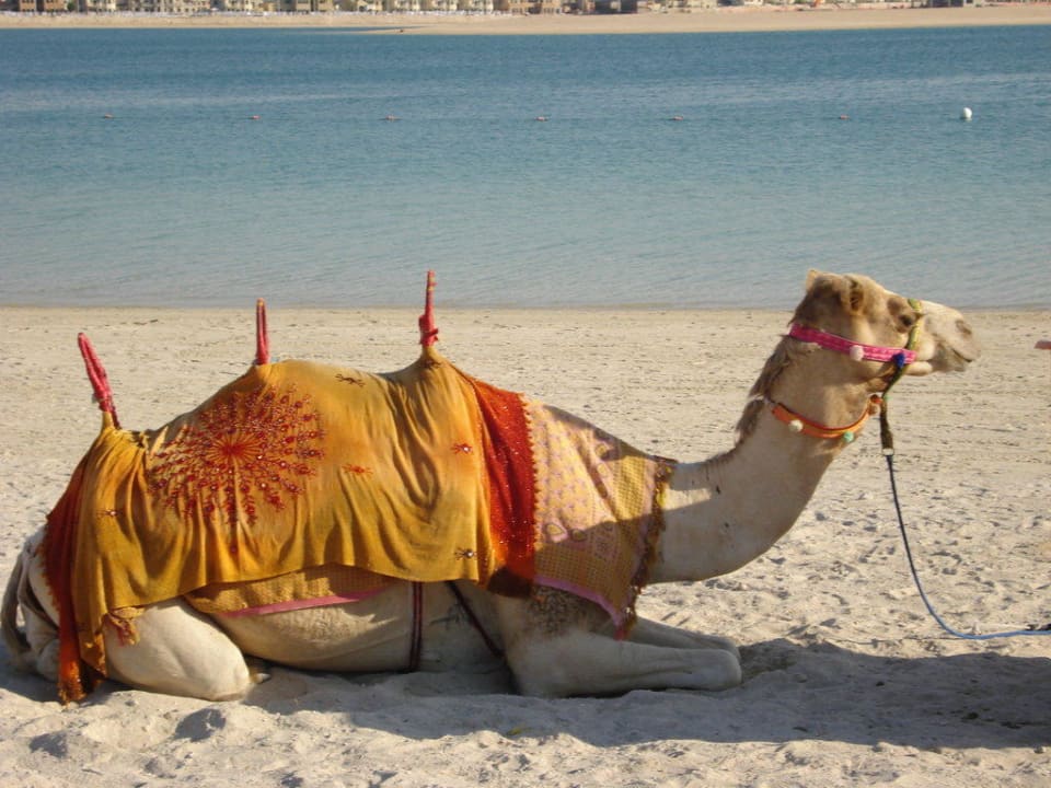 Strand - Kamel Atlantis, The Palm