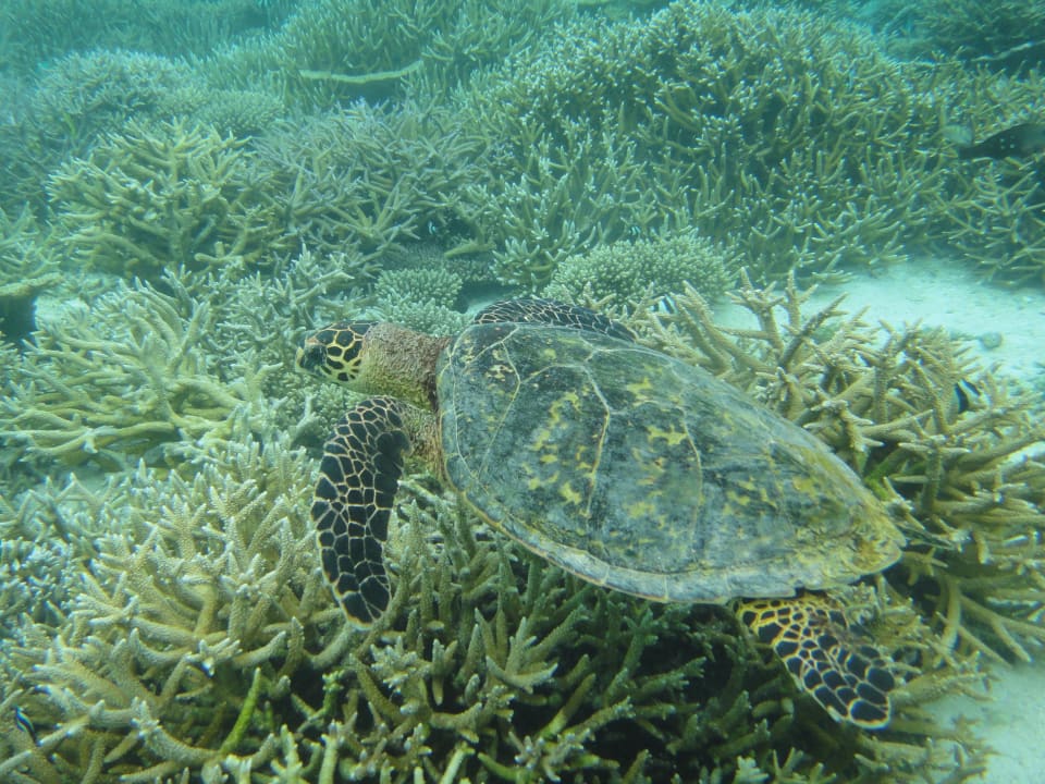 Unterwasserschildkröte Mirihi Island Resort
