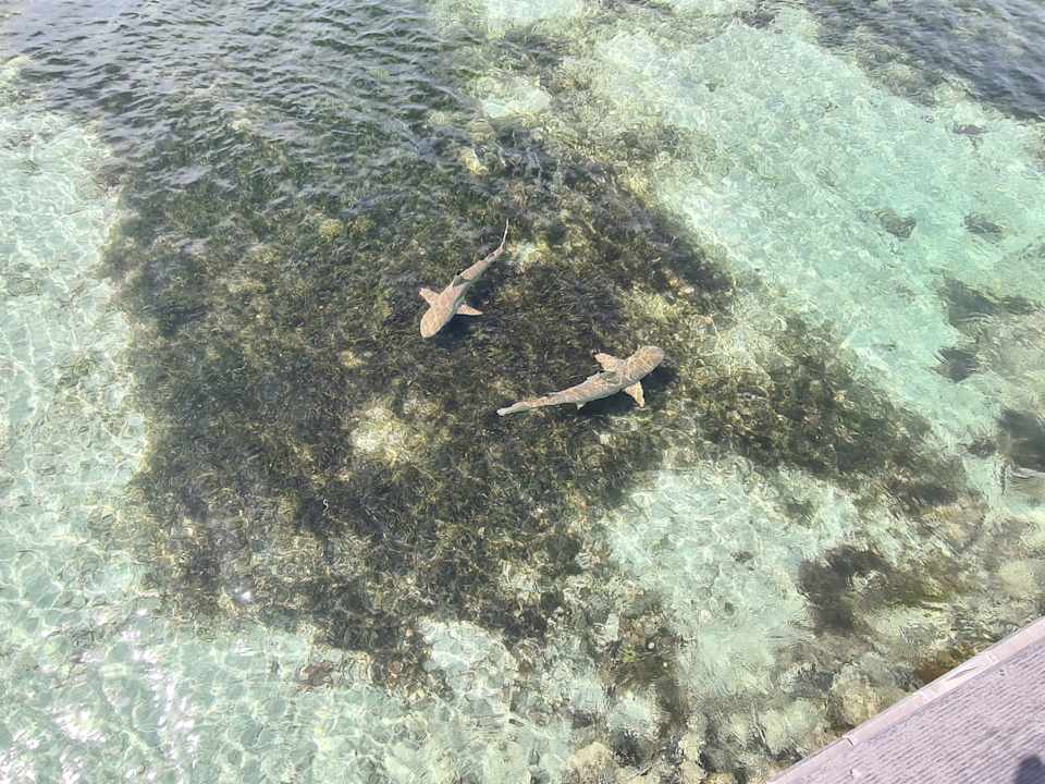 Sonstiges Kuredu Island Resort & Spa