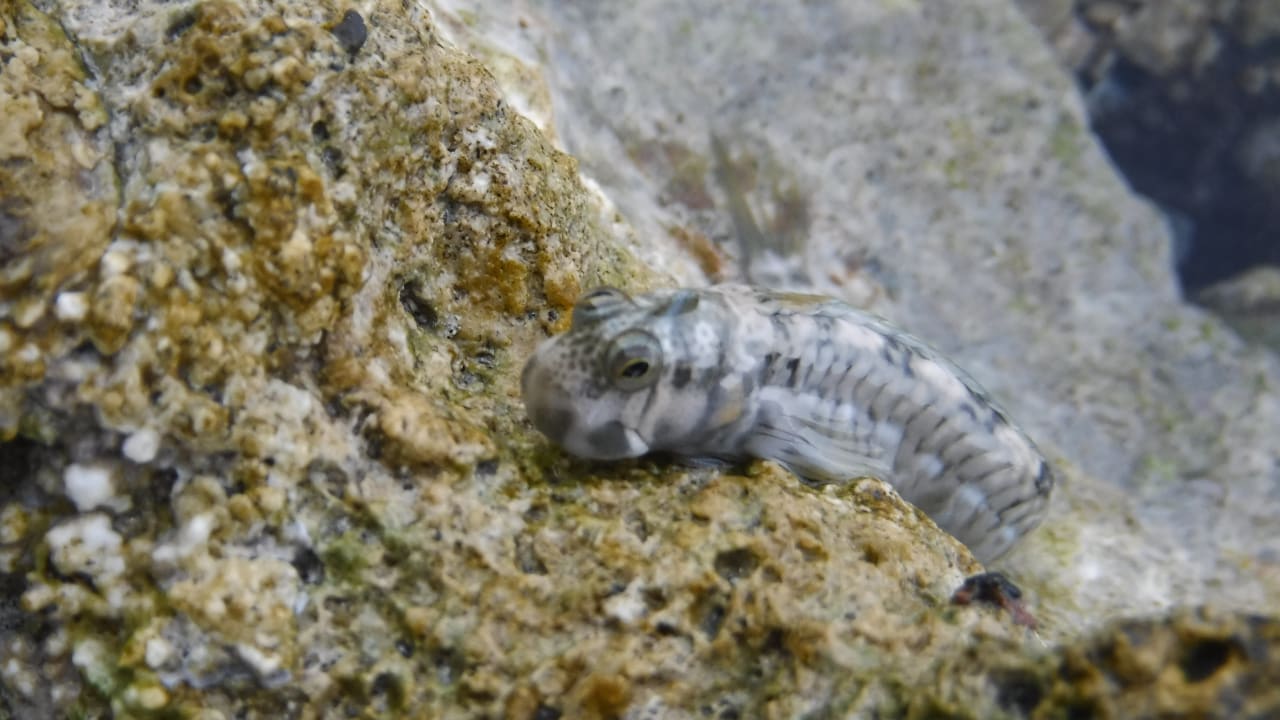 Sport & Freizeit Malikia Resort Abu Dabbab