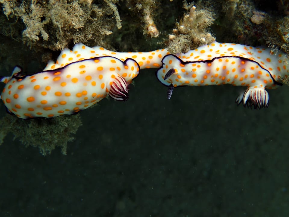 Sport & Freizeit Lahami Bay Beach Resort