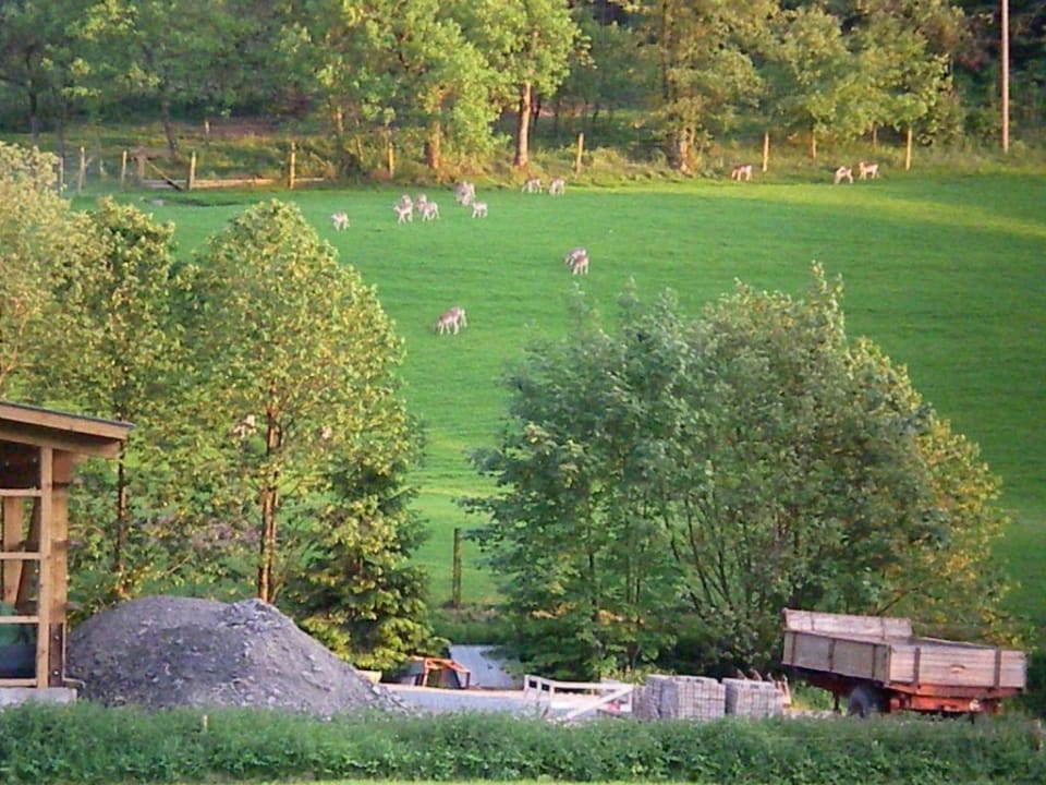 Rehe in freier Wildbahn Landhotel Gödeke