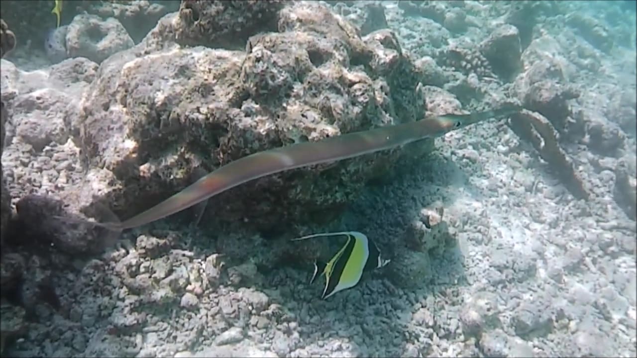Sport & Freizeit Safari Island Maldives