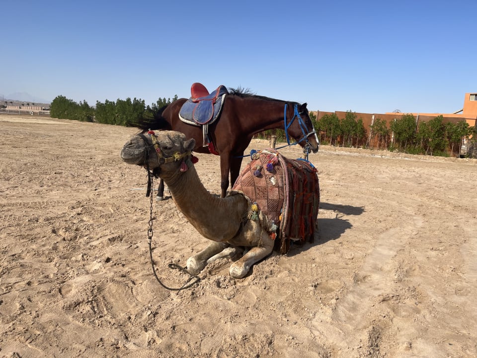 Strand Sentido Caribbean World Soma Bay