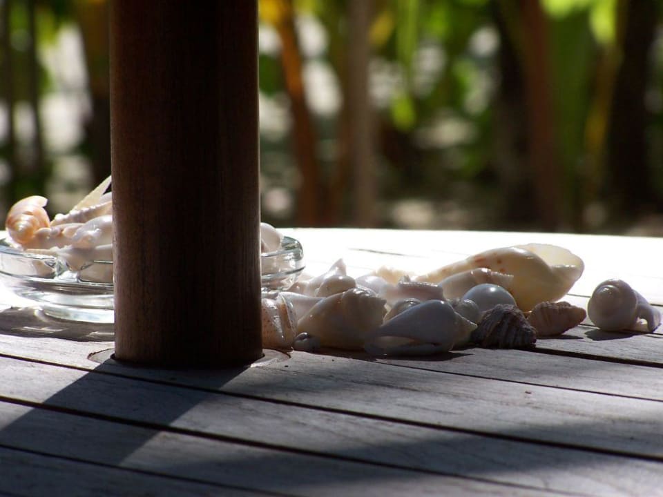 Muschelsammler Sun Siyam Vilu Reef