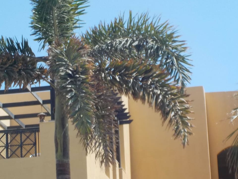 Palmen Stella Garden Resort & Spa, Makadi Bay