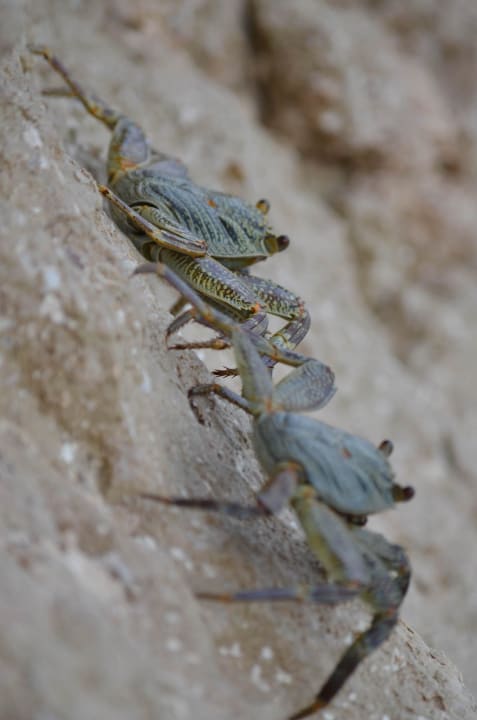Strandläufer Three Corners Sea Beach Resort