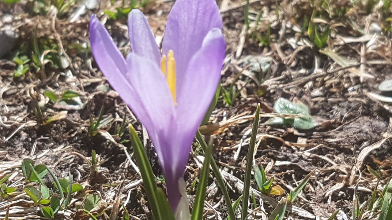 Gartenanlage Berggasthof Sonne Allgäu