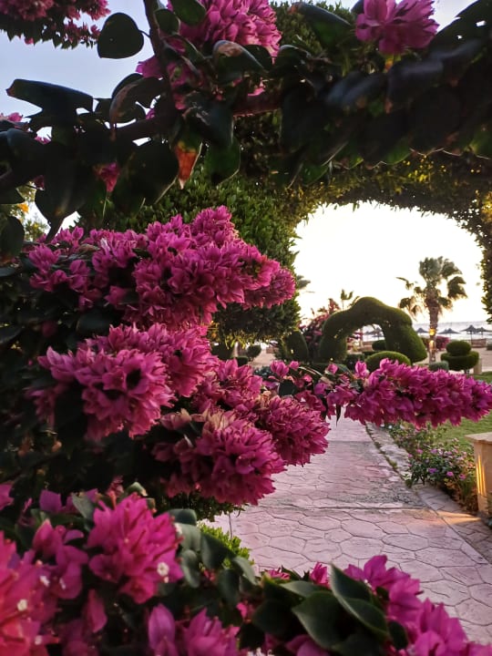 Gartenanlage Wadi Lahmy Azur Resort