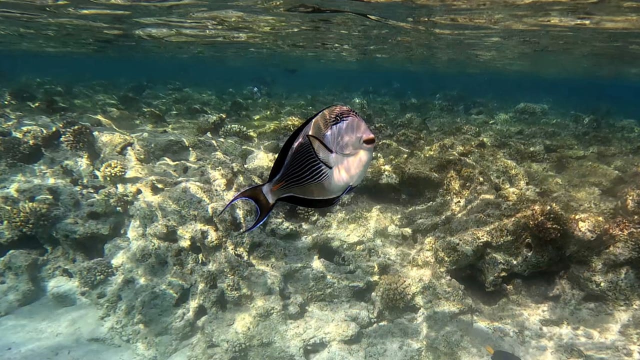 Strand Makadi Spa - Adults only