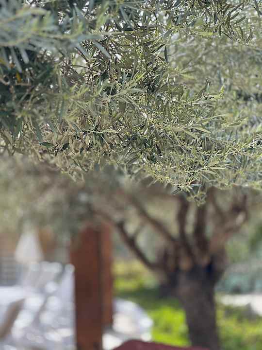 Gartenanlage Saturn Palace Resort Hotel