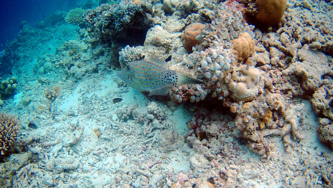 Sonstiges Vilamendhoo Island Resort & Spa