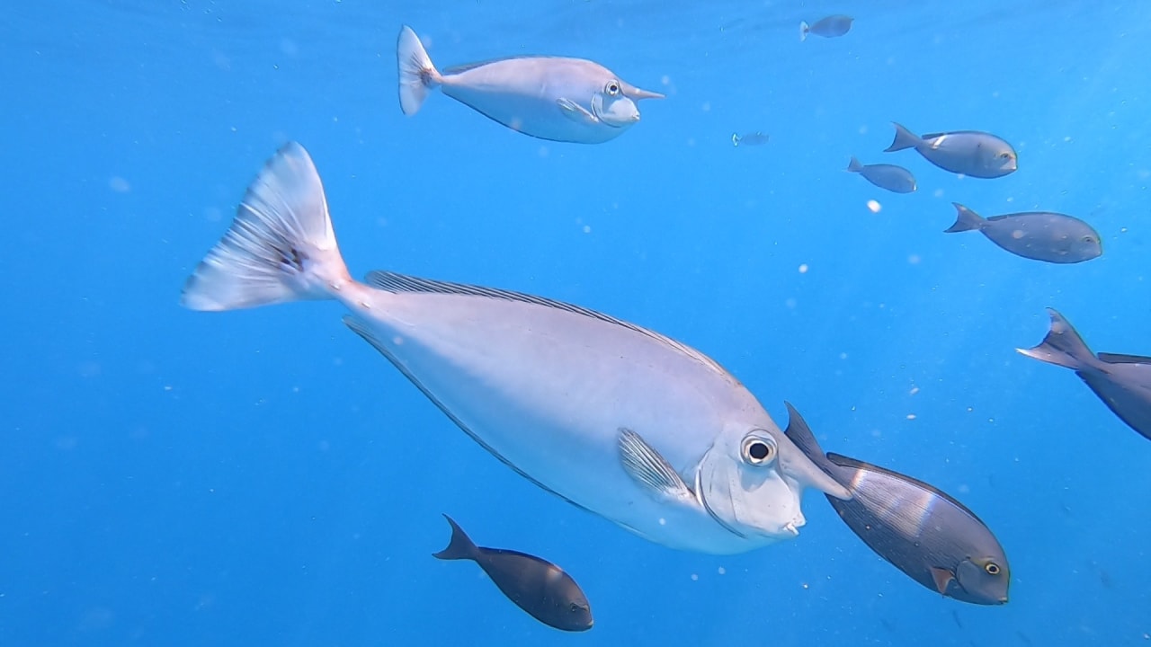 Sport & Freizeit NH Collection Maldives Reethi Resort